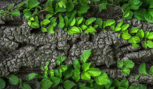 Attunement to plant language