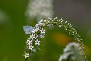 Light Key Ease and Grace protocol